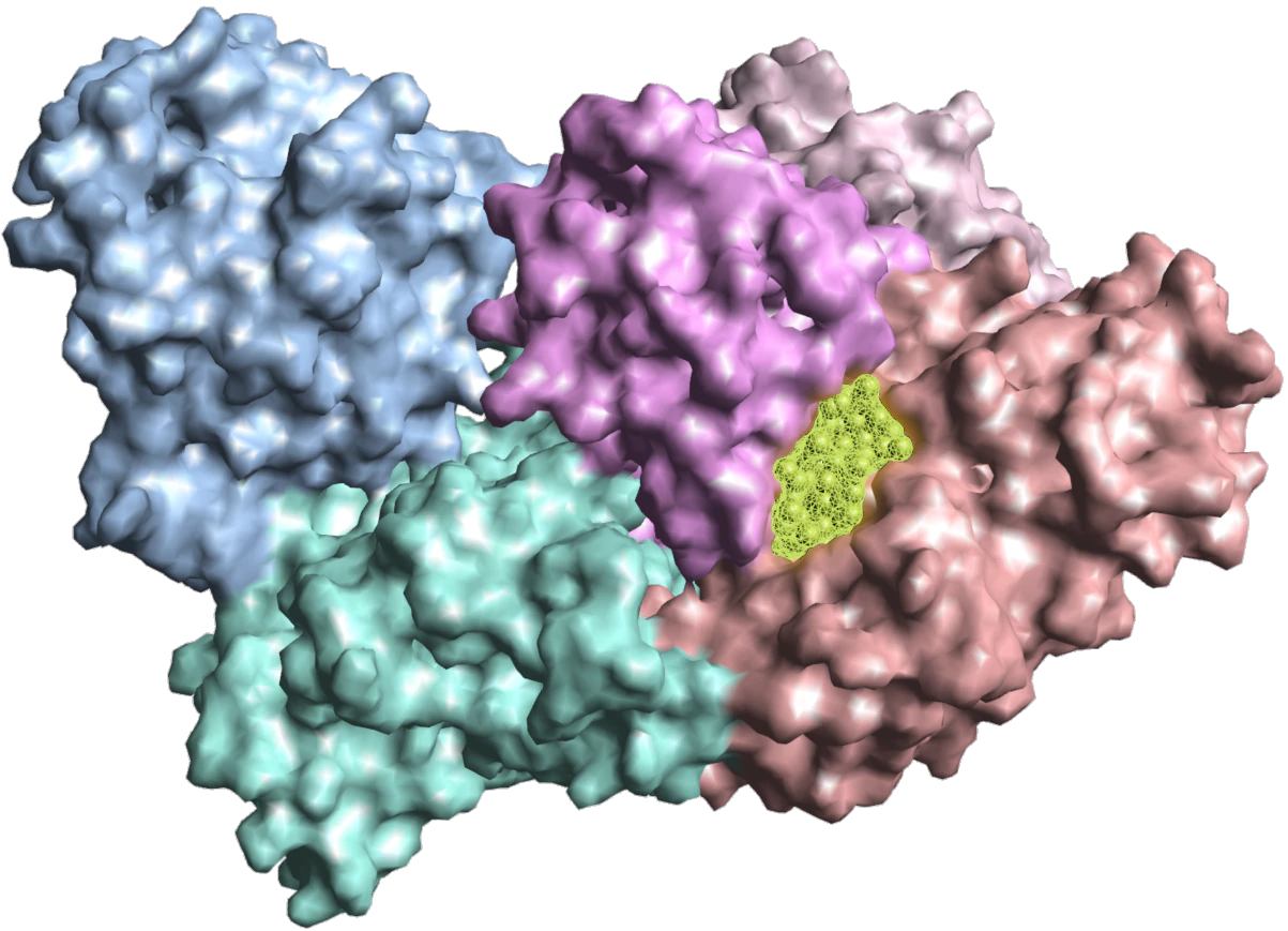 Highlighted allosteric pocket on protein surface used for structure-guided design
